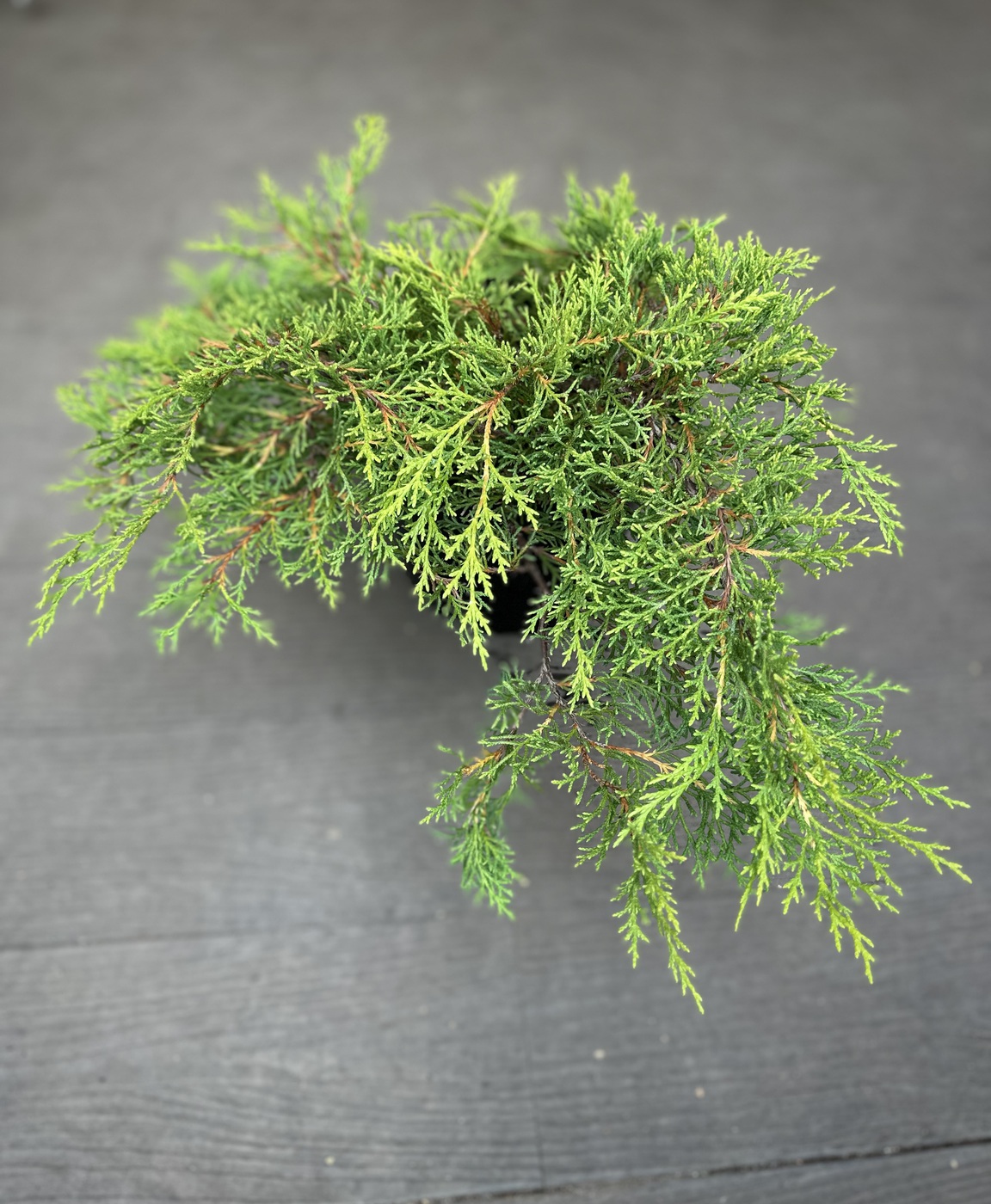 Микробиота перекрестнопарная