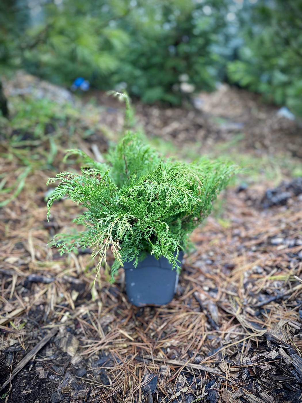 Микробиота перекрестнопарная