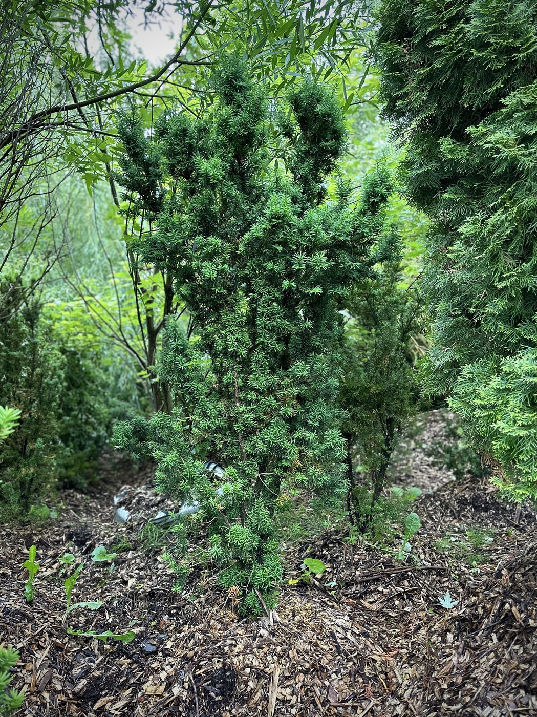 Тис средний `Хикси` `Hicksii`