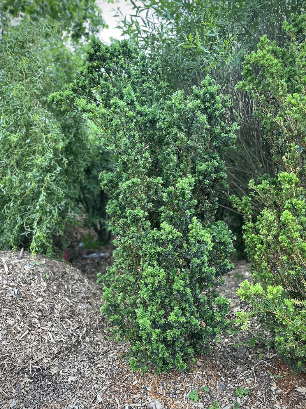 Тис средний `Хиллии` `Hillii`