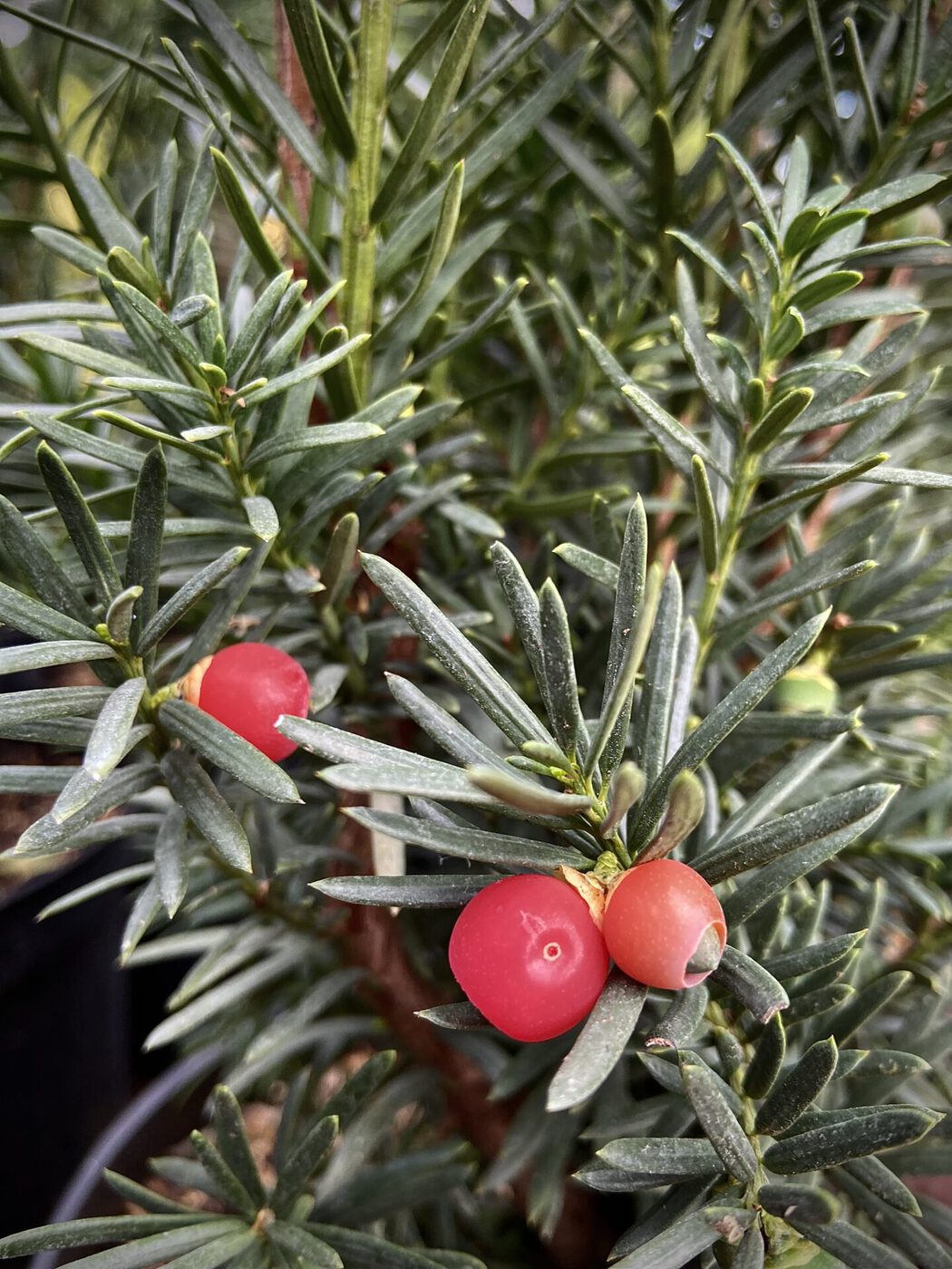 Тис средний `Хиллии` `Hillii` — изображение 2