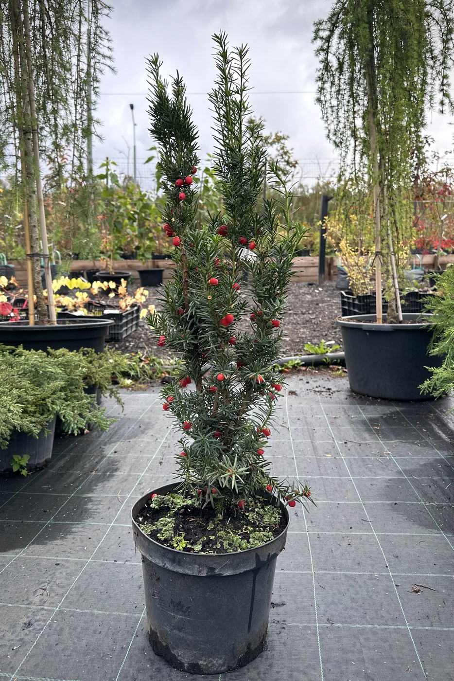 Тис средний `Хиллии` `Hillii`