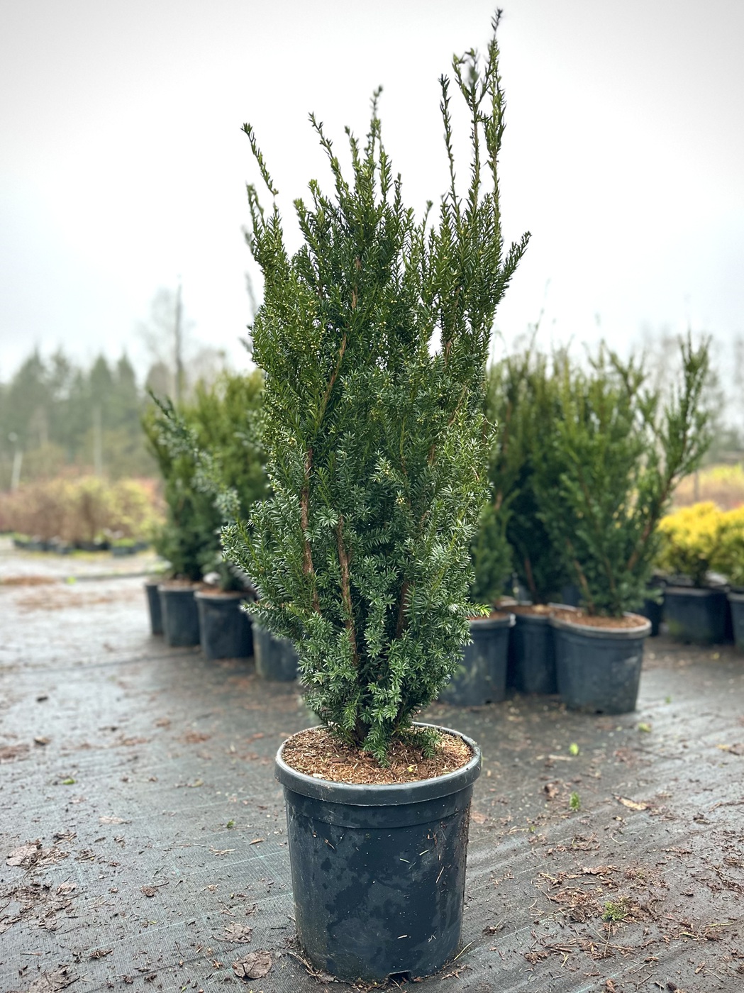 Тис средний `Хиллии` `Hillii`