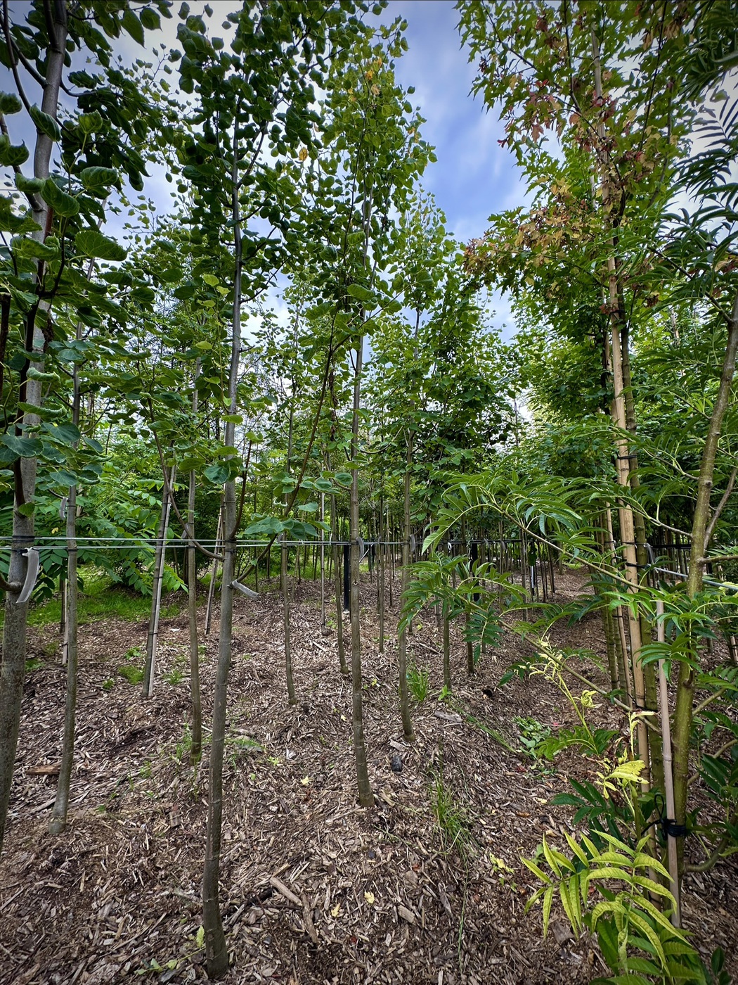 Липа мелколистная Гринспайр (Greenspire)