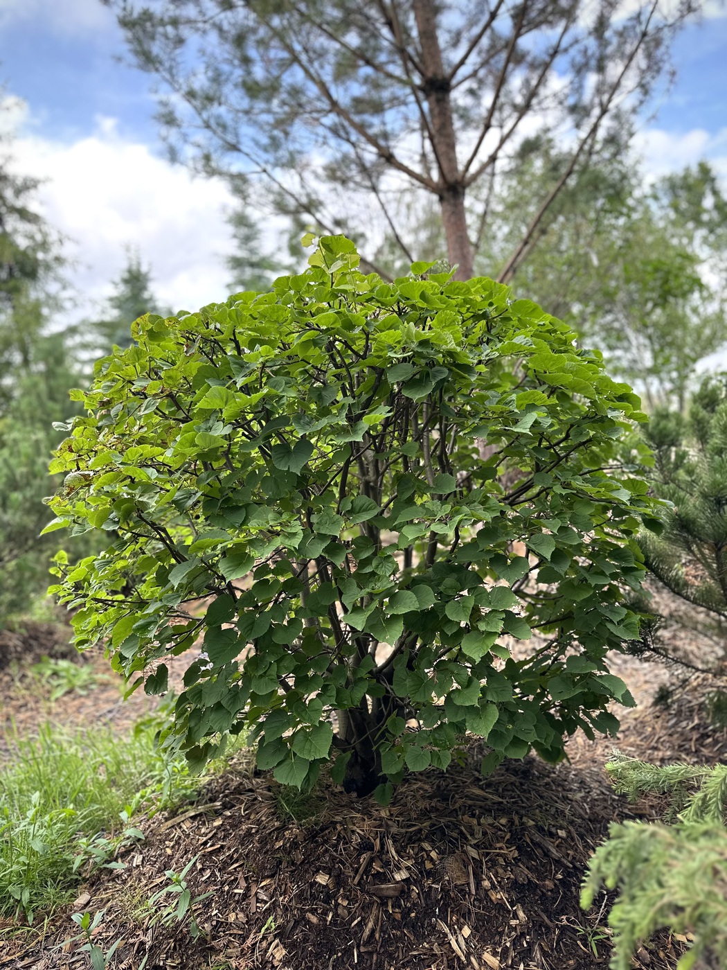 Липа крупнолистная ШАР