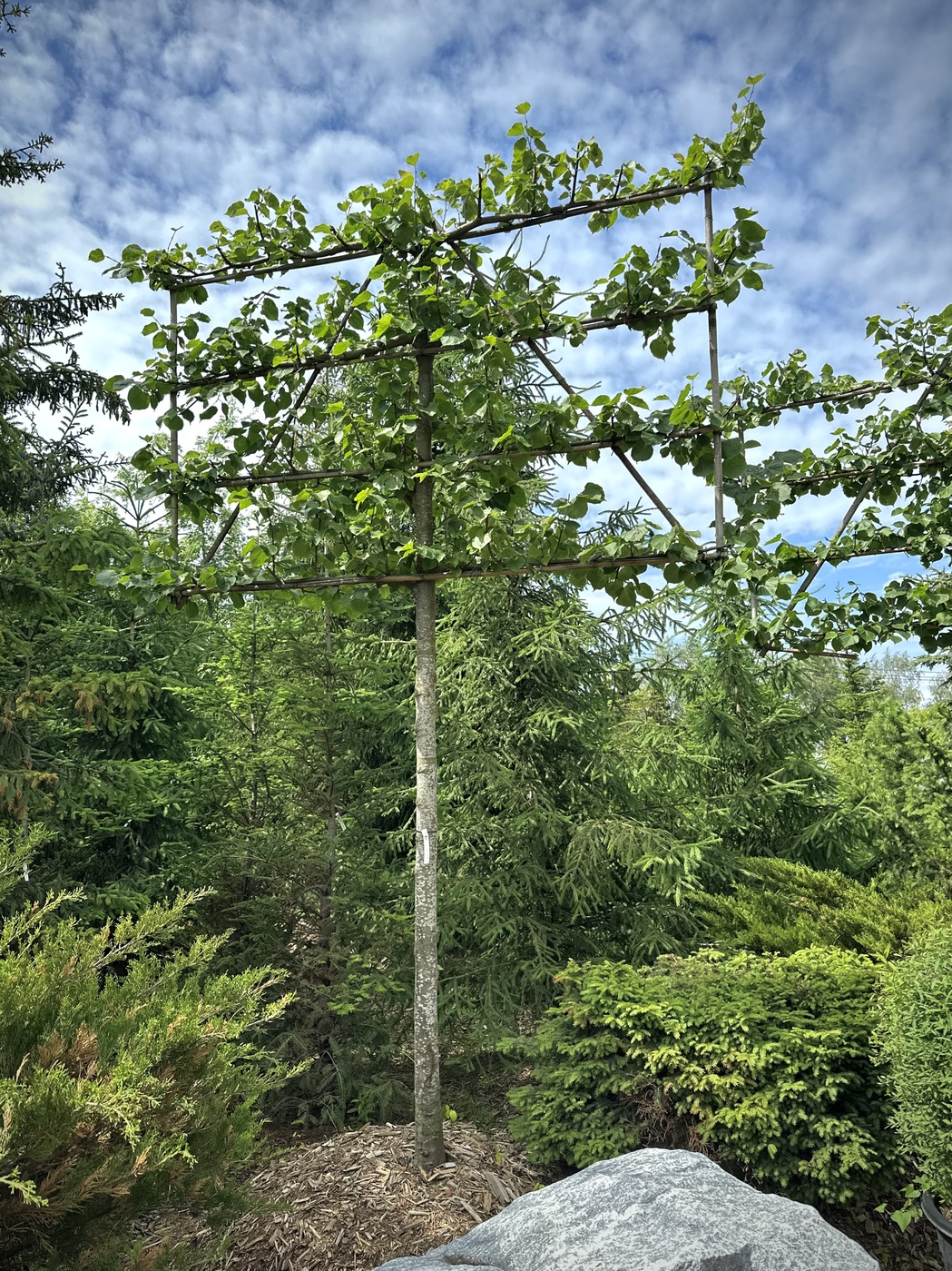 Липа европейская `Паллида``Pallida` форма ЭКРАН