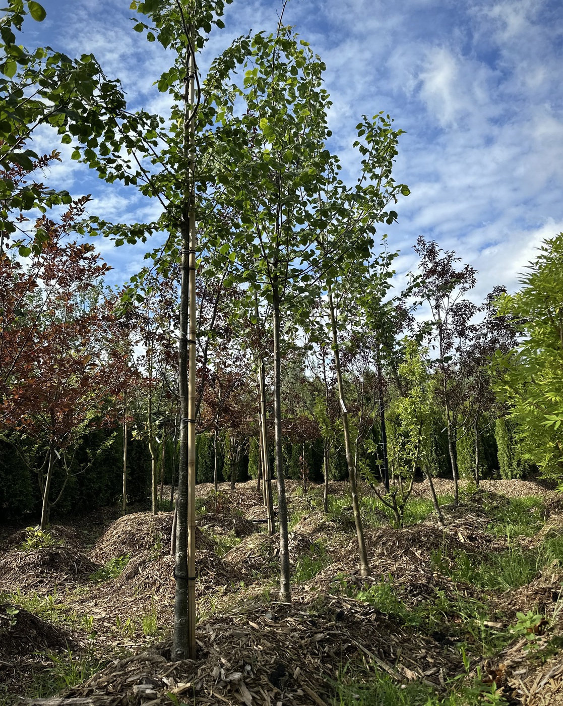 Липа мелколистная `Ранчо``Rancho`