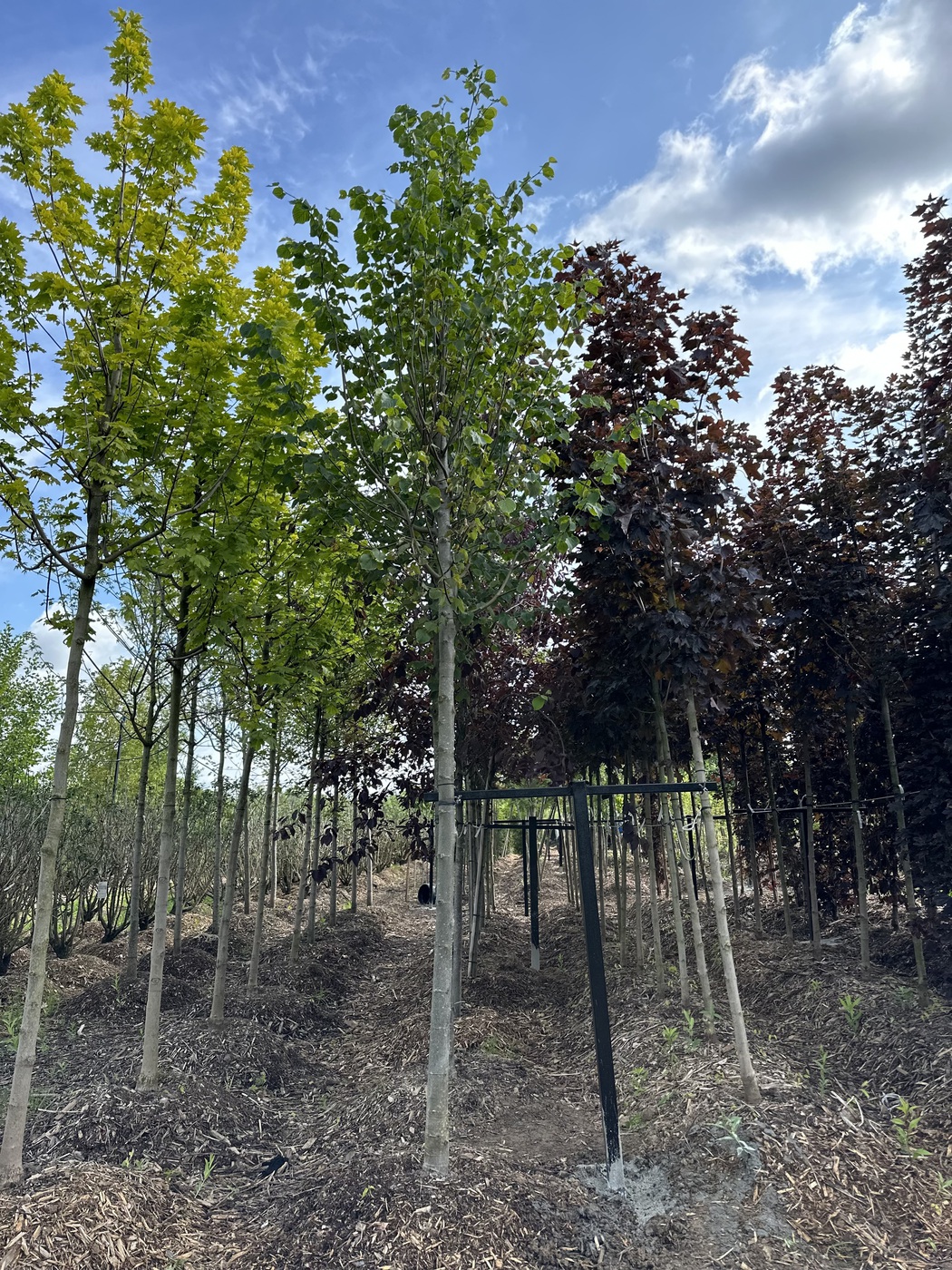 Липа европейская `Паллида``Pallida`