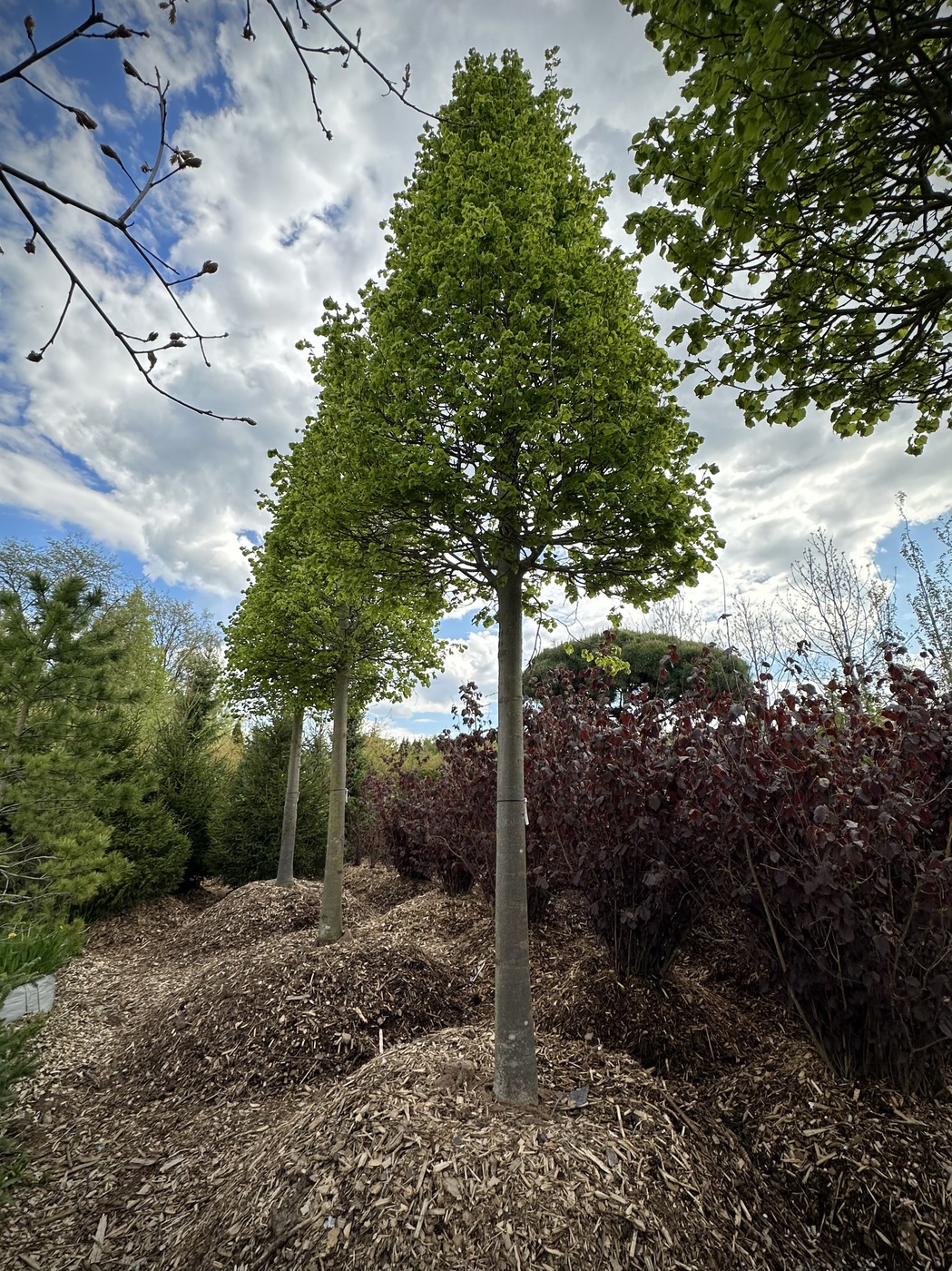 Липа мелколистная форма КОНУС