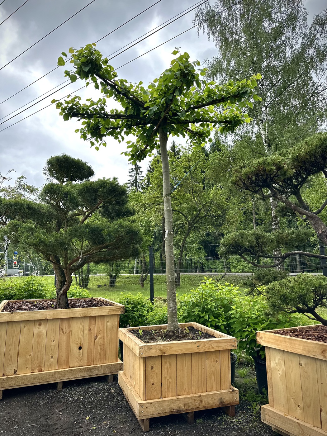 Липа европейская `Паллида``Pallida` форма КРЫША