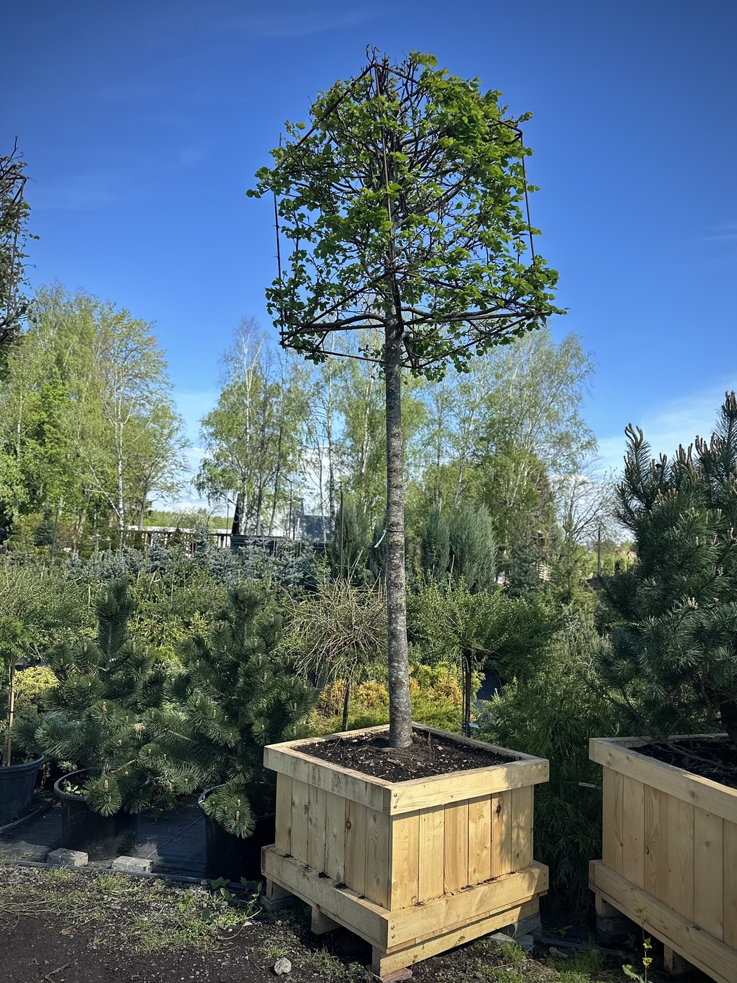 Липа мелколистная `Ранчо``Rancho`КУБ