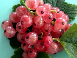 Смородина красная `Голландская Розовая`