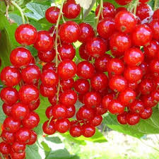 Смородина красная `Щедрая`