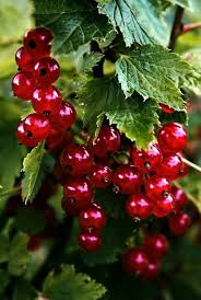 Смородина красная `Руднеус`