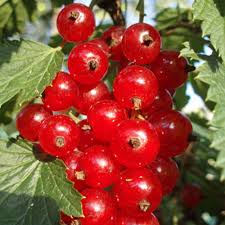Смородина красная `Сахарная`