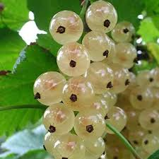 Смородина белая `Ютерборгская`