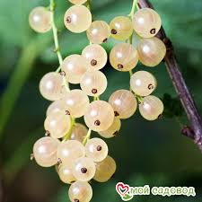 Смородина белая `Версальская белая`