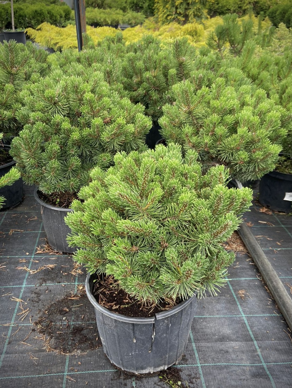 Сосна горная Марч (March)