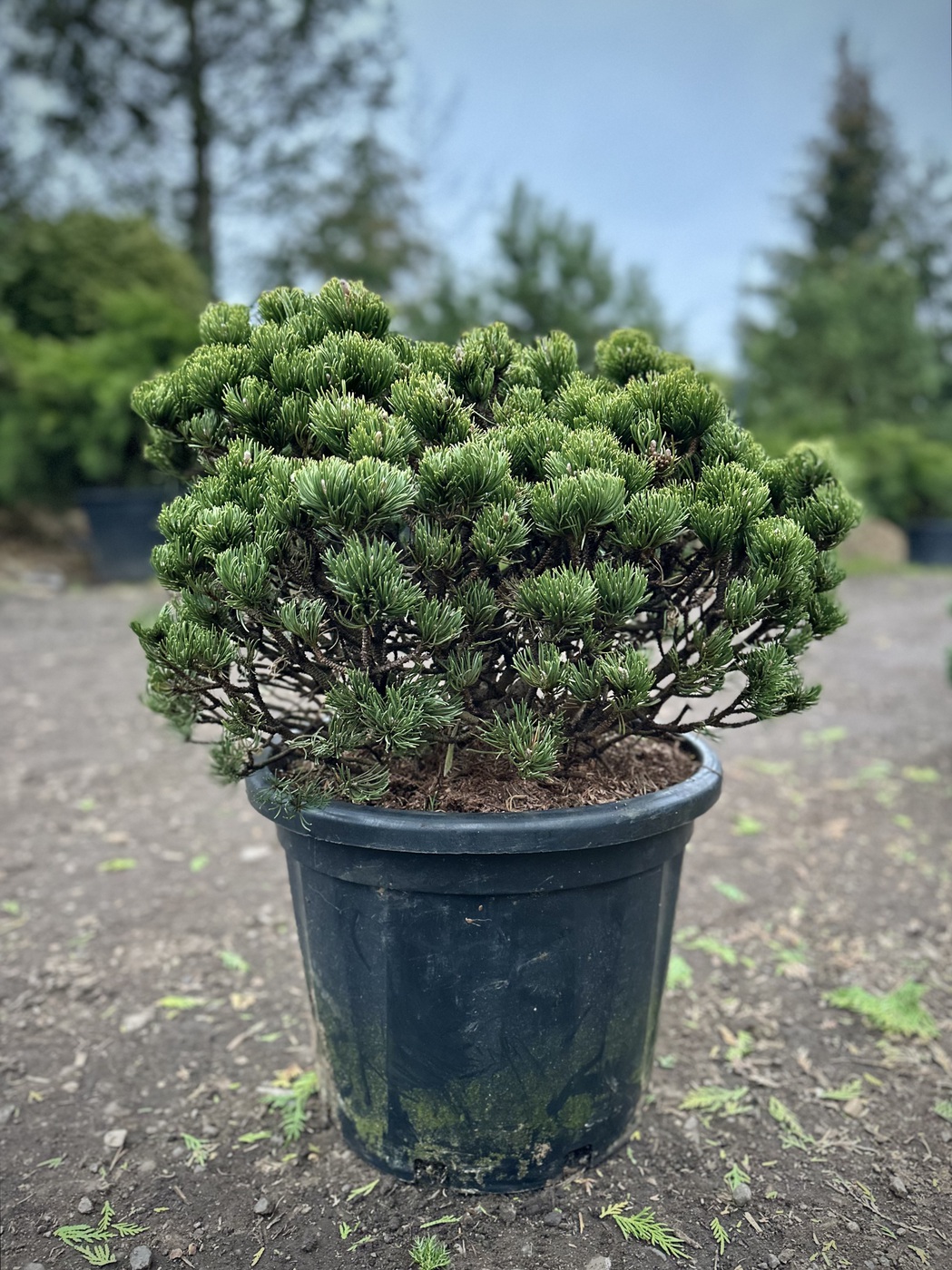 Сосна горная Пикобелло (Picobello)