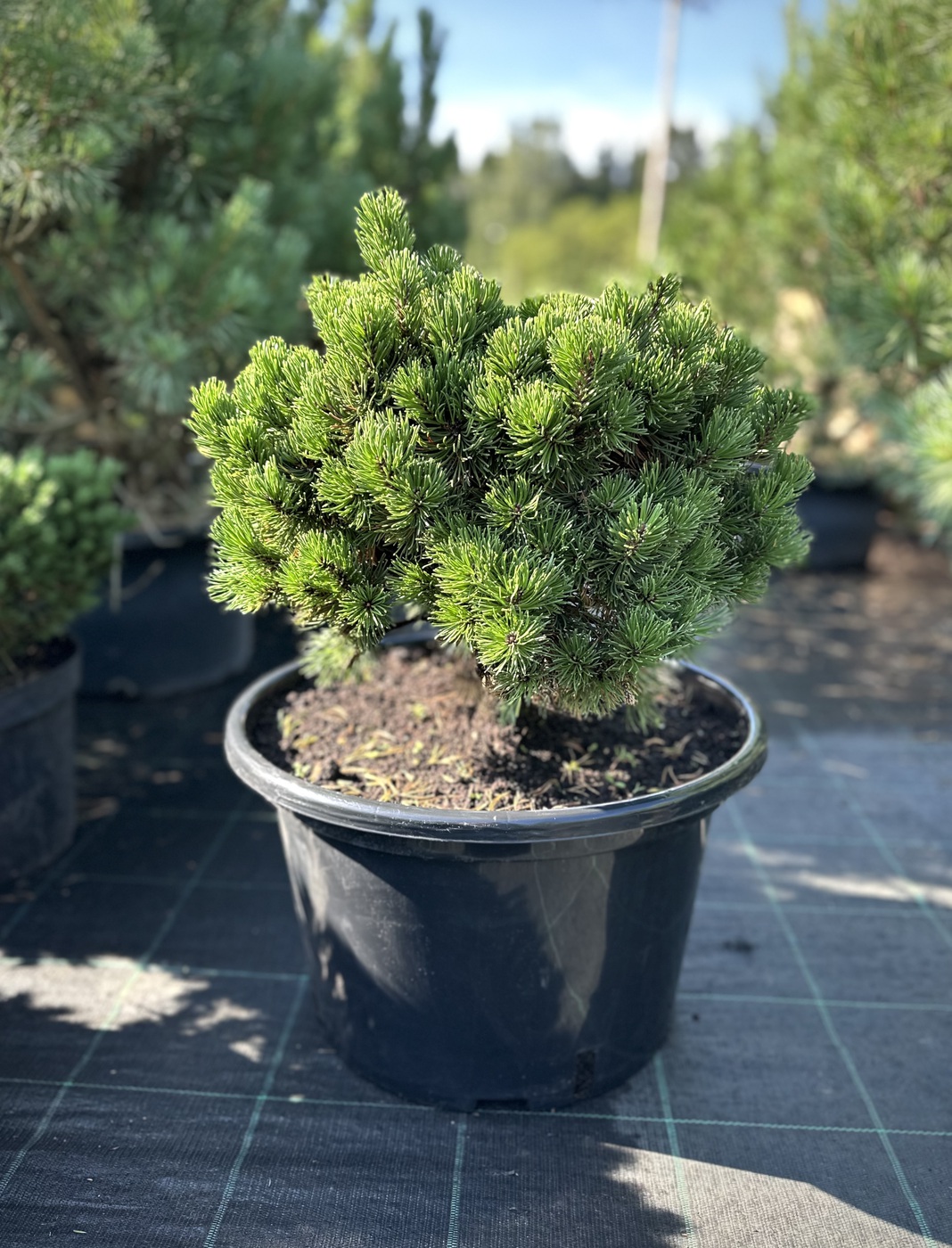 Сосна горная Пикобелло (Picobello)