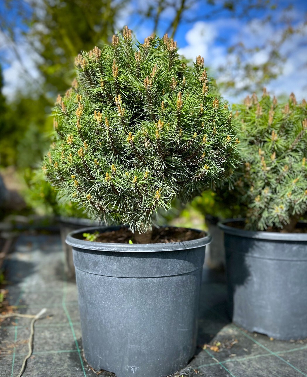 Сосна горная Литтл Леди (Little Lady)