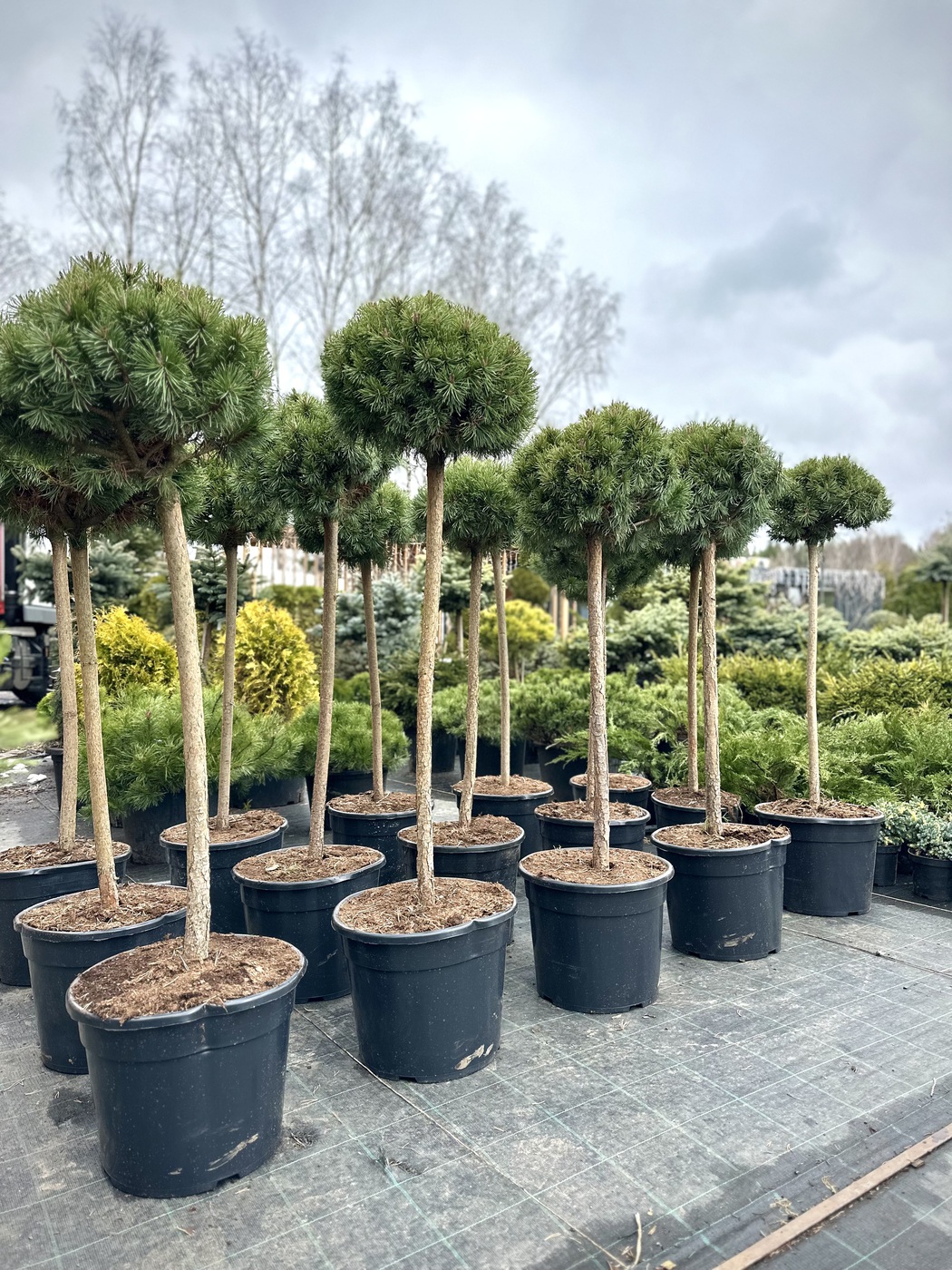 Сосна горная крючковатая Нана (Nana)