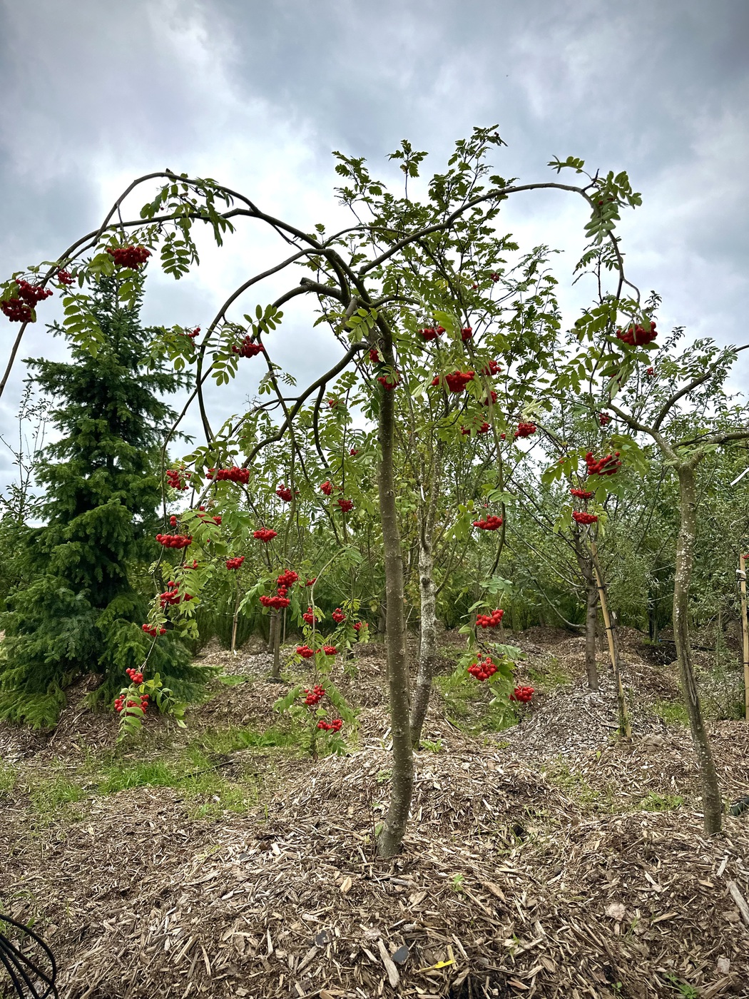 Рябина обыкновенная `Пендула``Pendula`