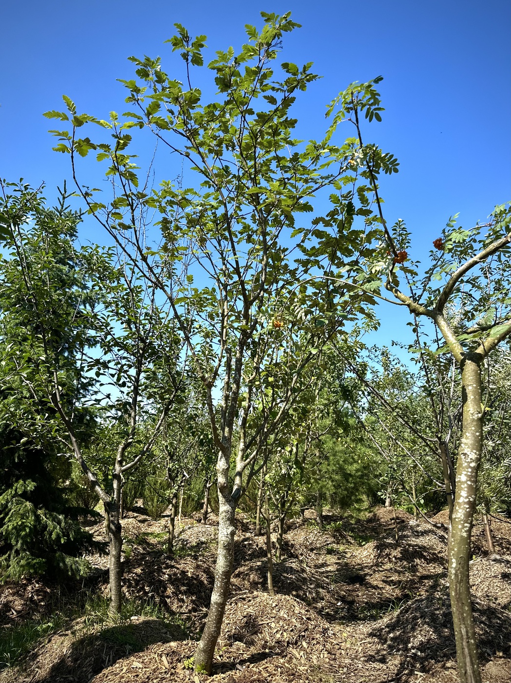 Рябина промежуточная