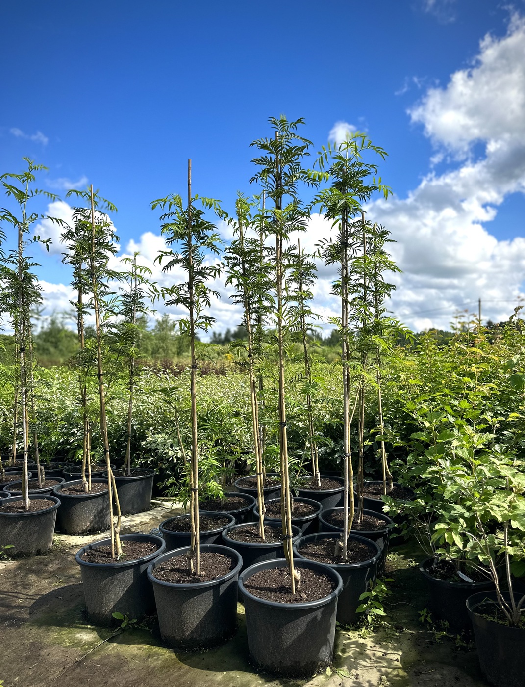 Рябина обыкновенная `Додонг``Dodong`