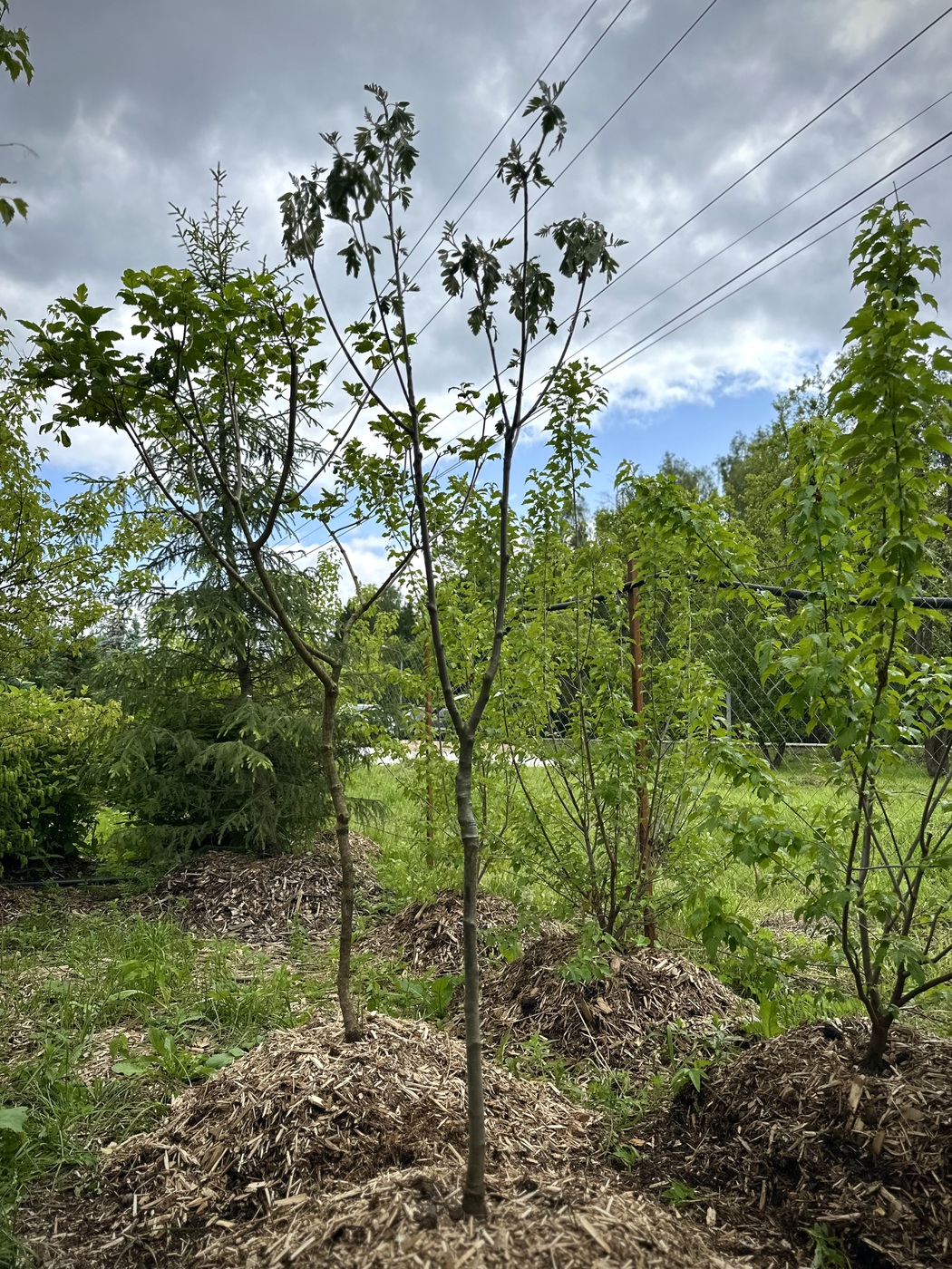 Рябина промежуточная