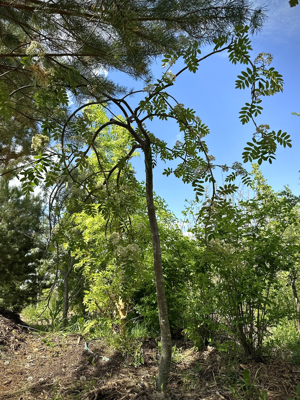 Рябина обыкновенная `Пендула``Pendula`