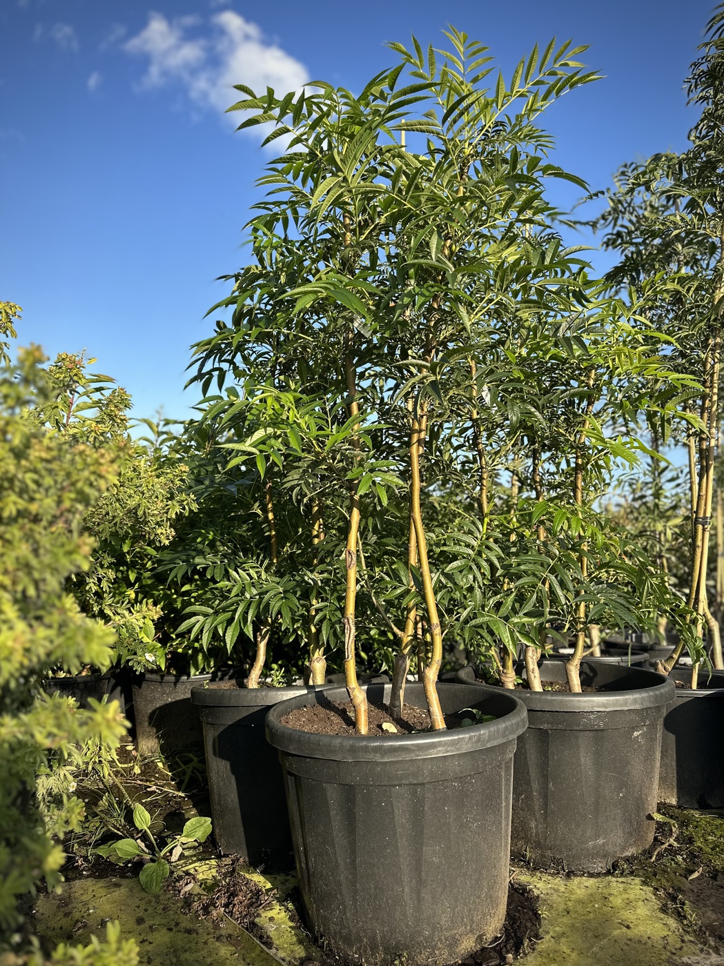 Рябина обыкновенная `Додонг``Dodong`