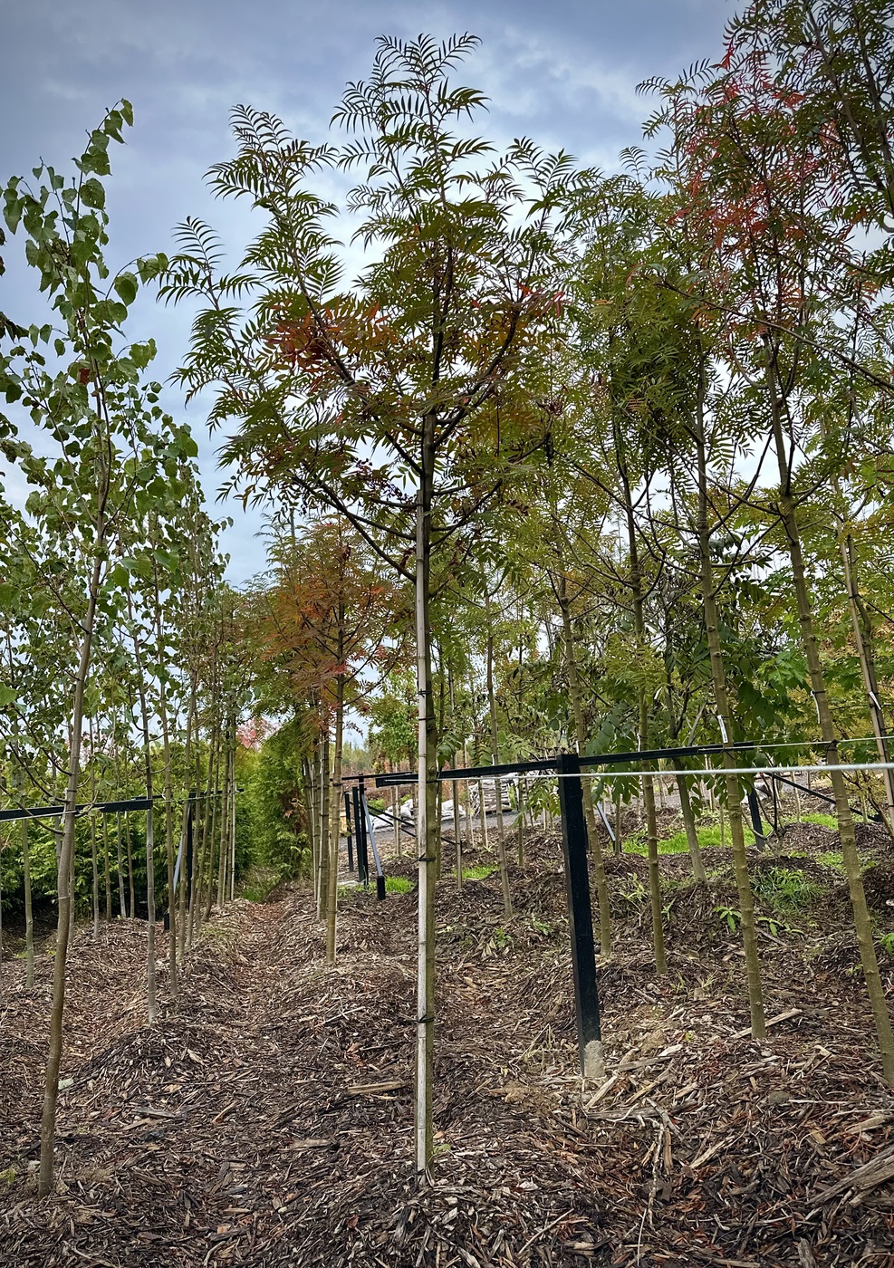 Рябина обыкновенная `Додонг``Dodong`