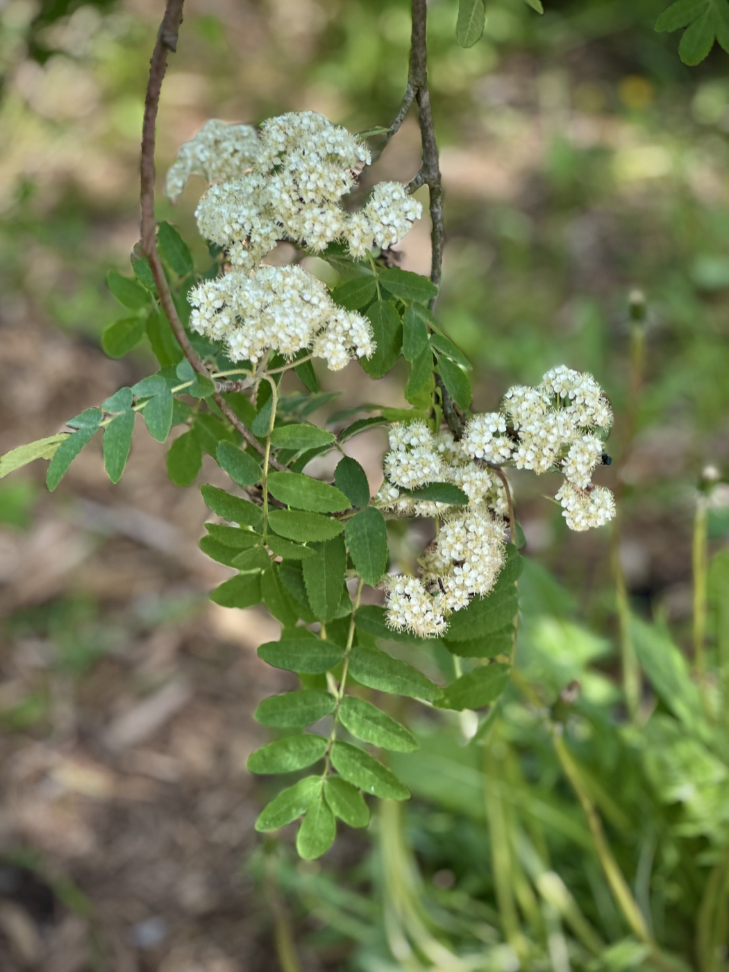 Рябина обыкновенная `Пендула``Pendula`