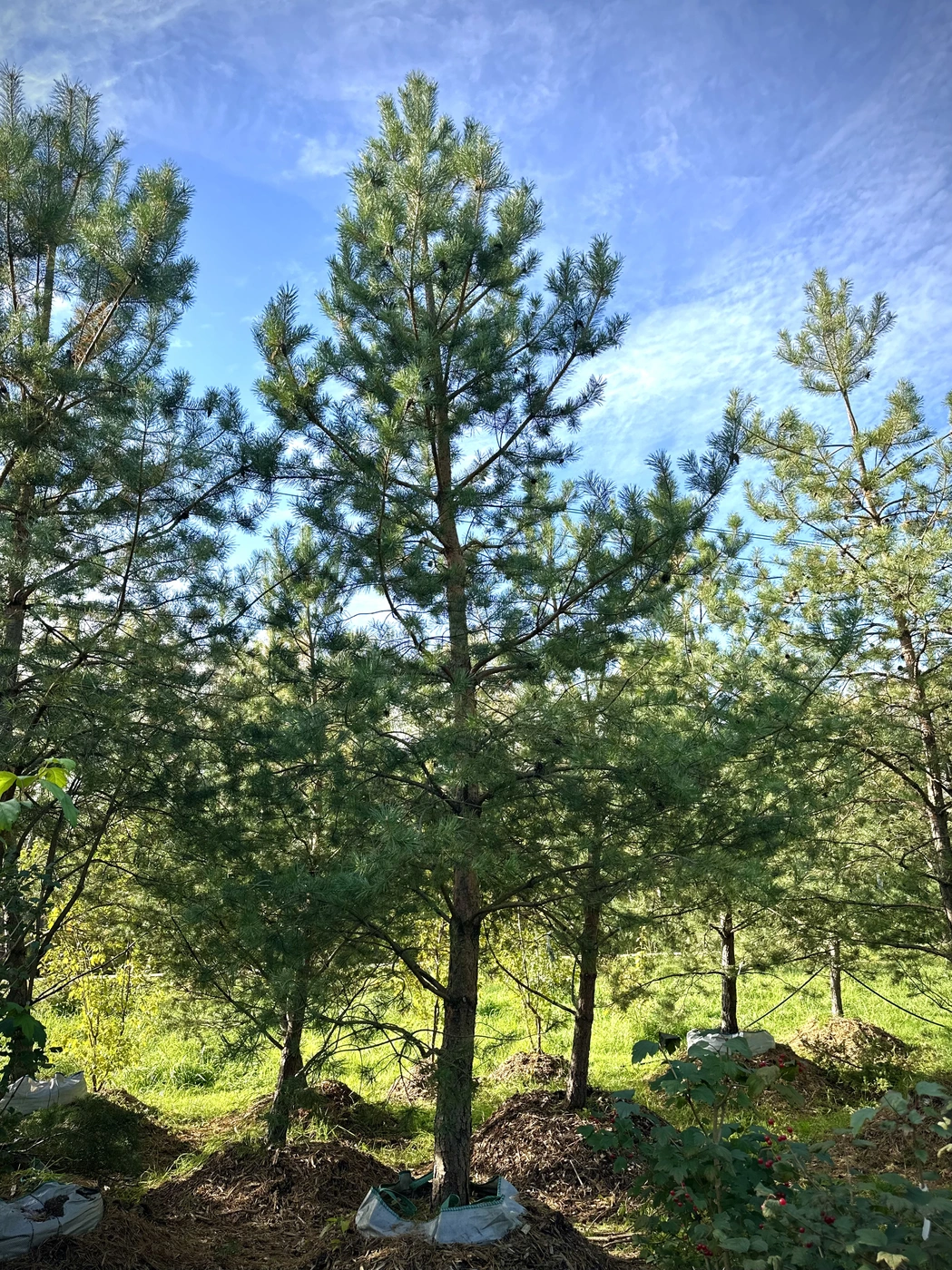 Сосна обыкновенная (Pinus sylvestris)