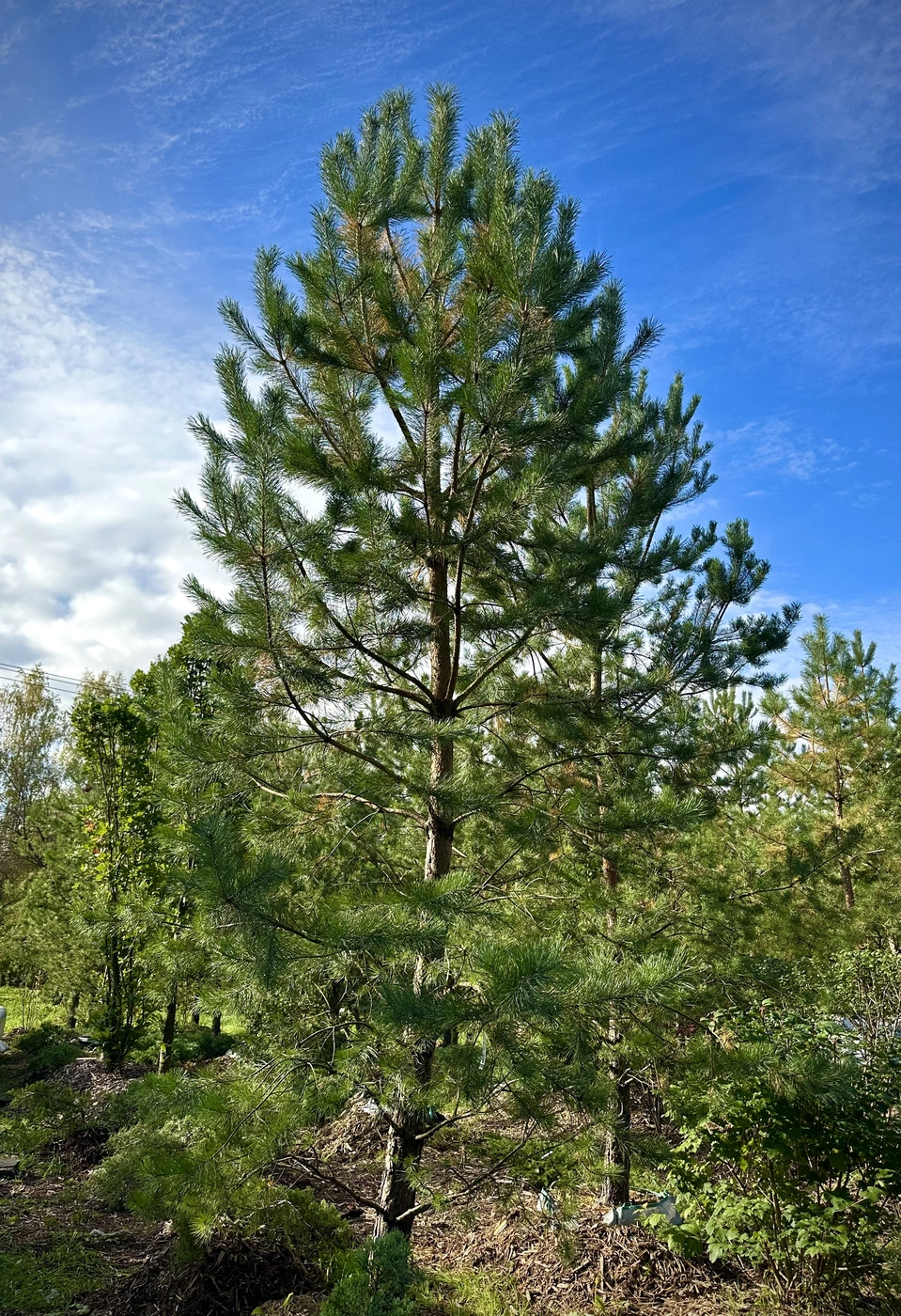 Сосна обыкновенная (Pinus sylvestris)