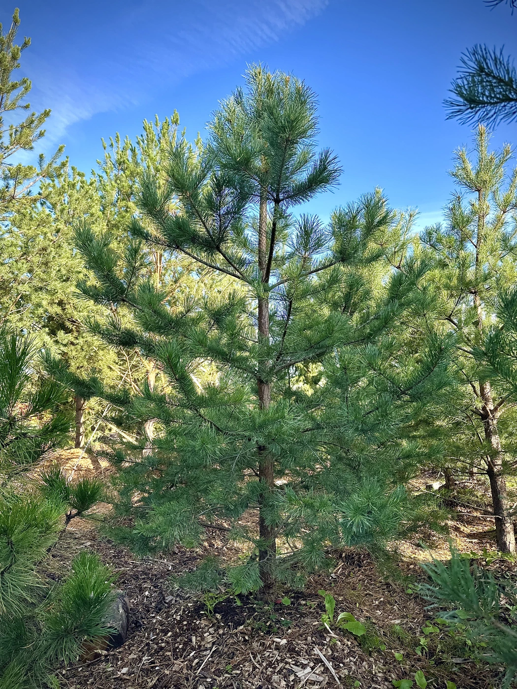 Сосна обыкновенная (Pinus sylvestris)