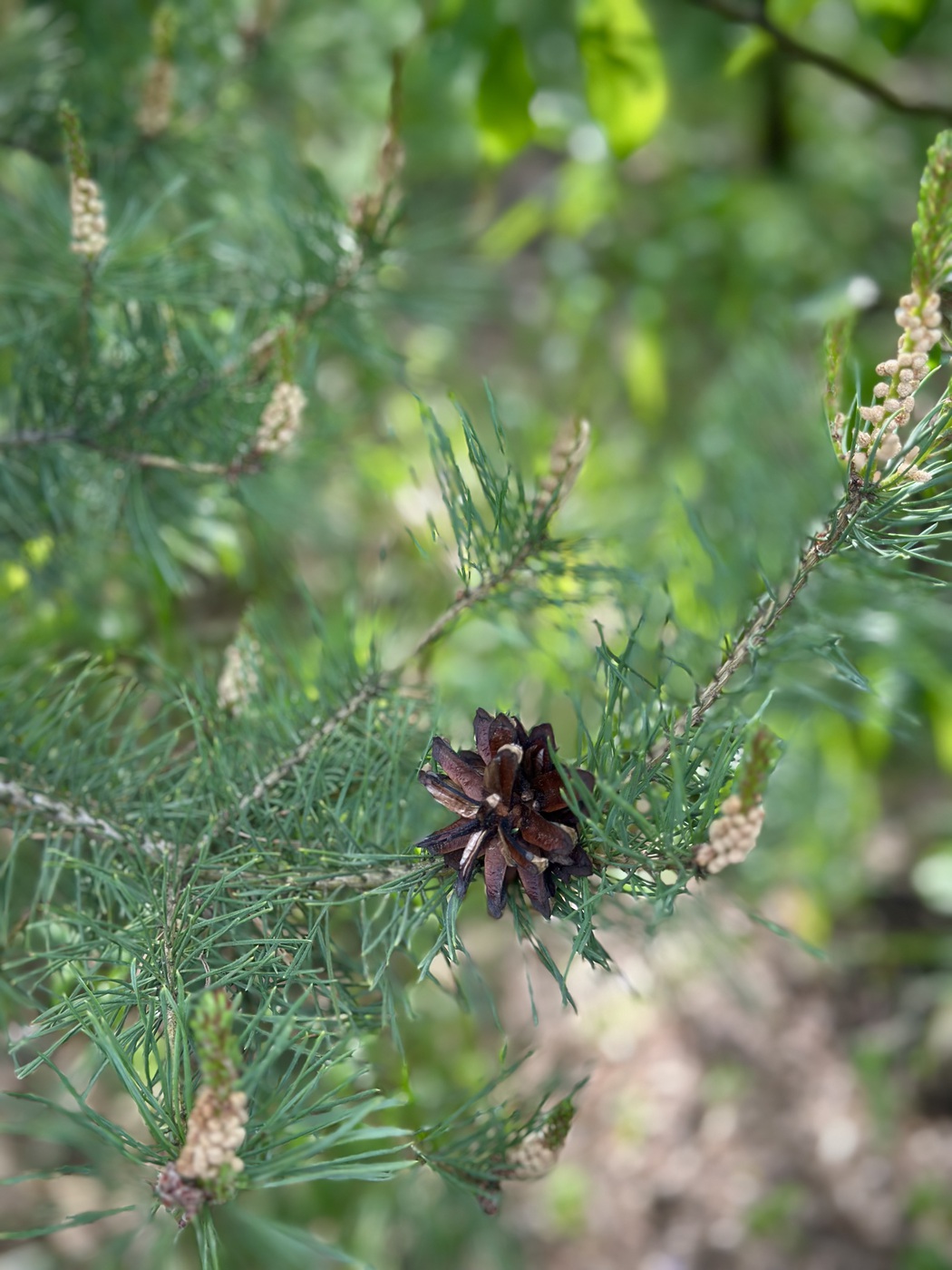 Сосна обыкновенная (Pinus sylvestris) — изображение 2