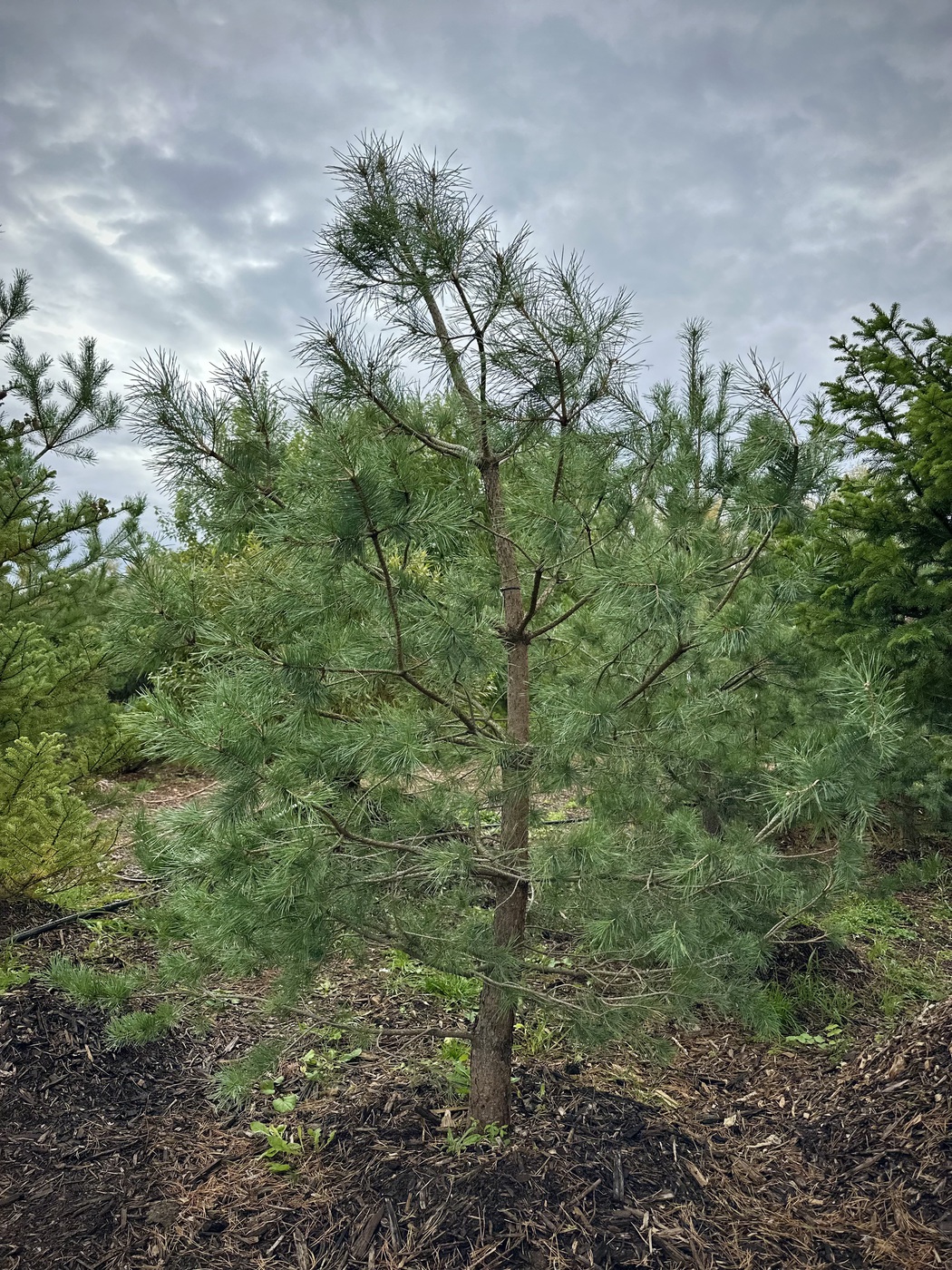 Сосна обыкновенная (Pinus sylvestris)