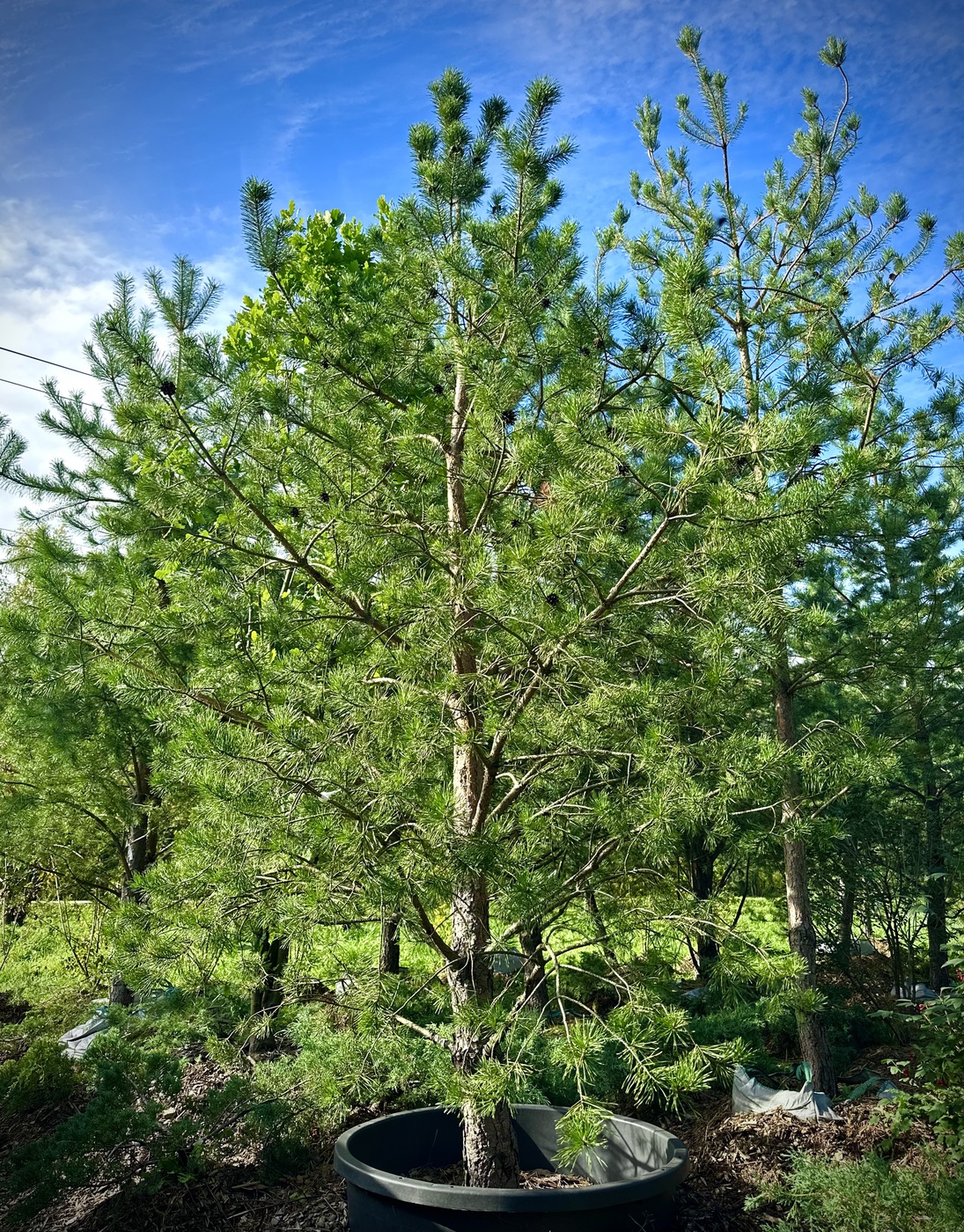 Сосна обыкновенная (Pinus sylvestris)