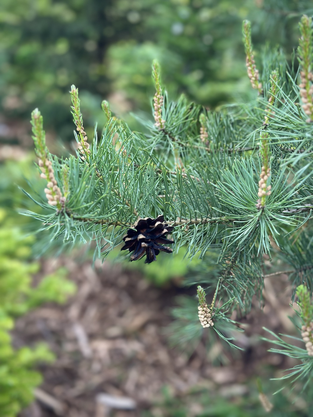 Сосна обыкновенная (Pinus sylvestris) — изображение 2