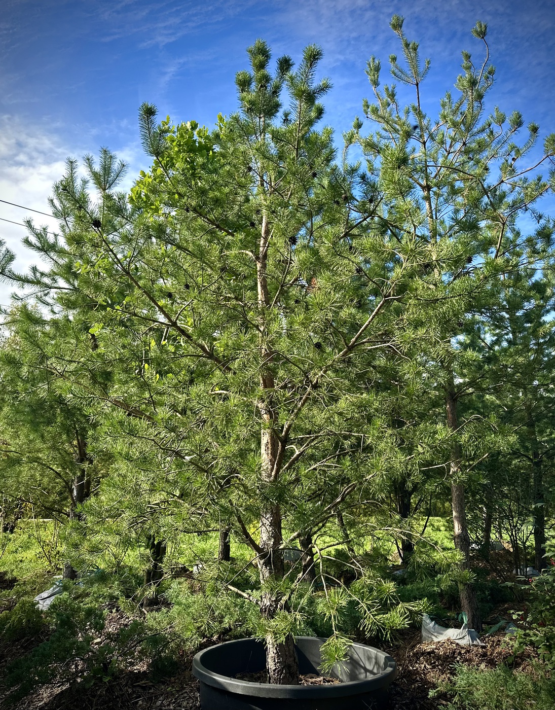 Сосна обыкновенная (Pinus sylvestris)