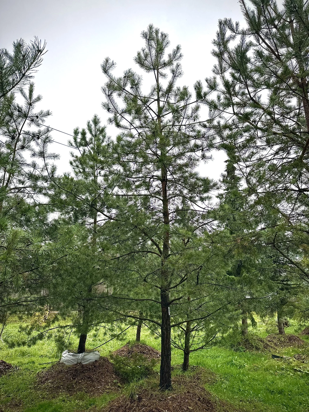 Сосна обыкновенная (Pinus sylvestris)