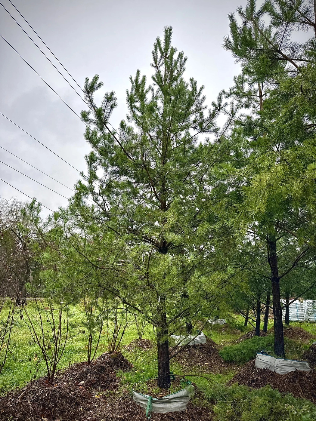 Сосна обыкновенная (Pinus sylvestris)