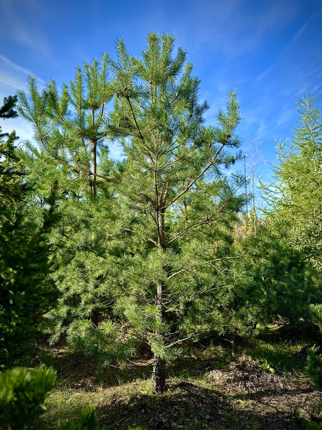 Сосна обыкновенная (Pinus sylvestris)