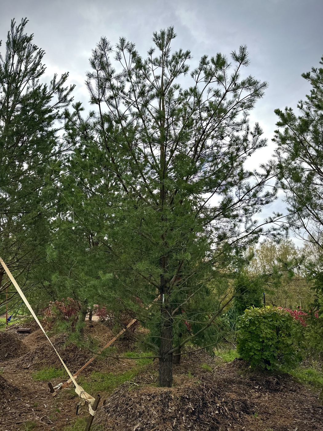 Сосна обыкновенная (Pinus sylvestris)