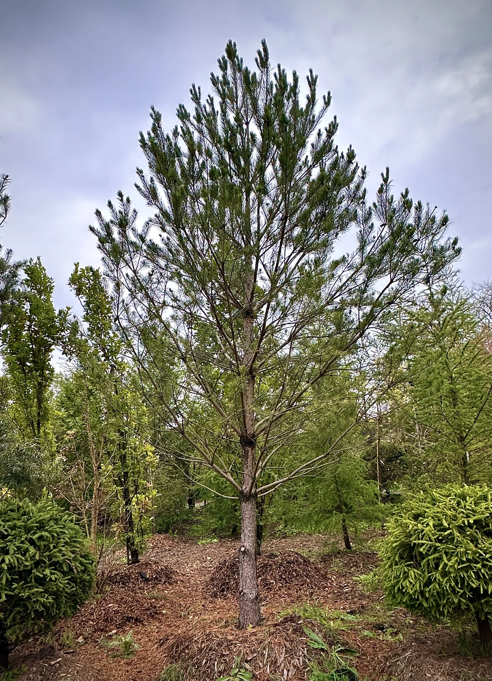 Сосна обыкновенная (Pinus sylvestris)