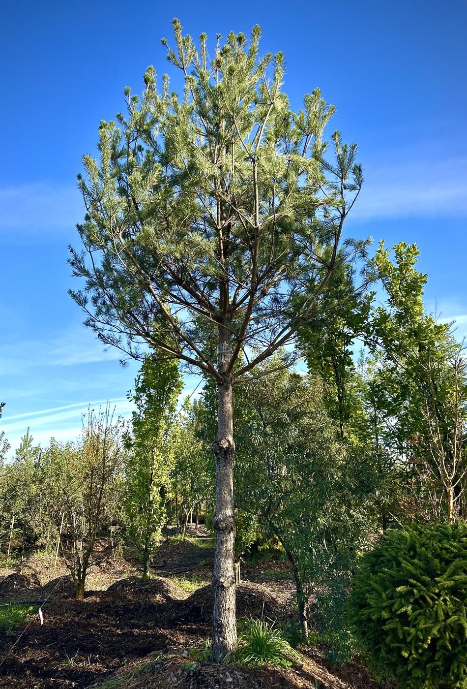Сосна обыкновенная (Pinus sylvestris)