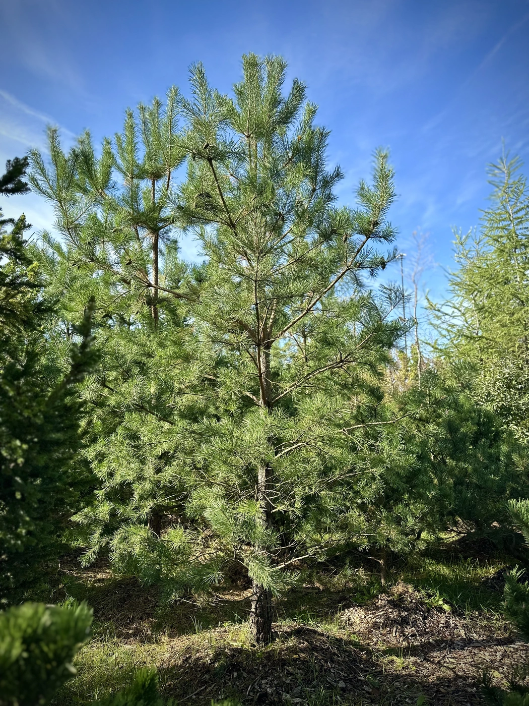 Сосна обыкновенная (Pinus sylvestris)
