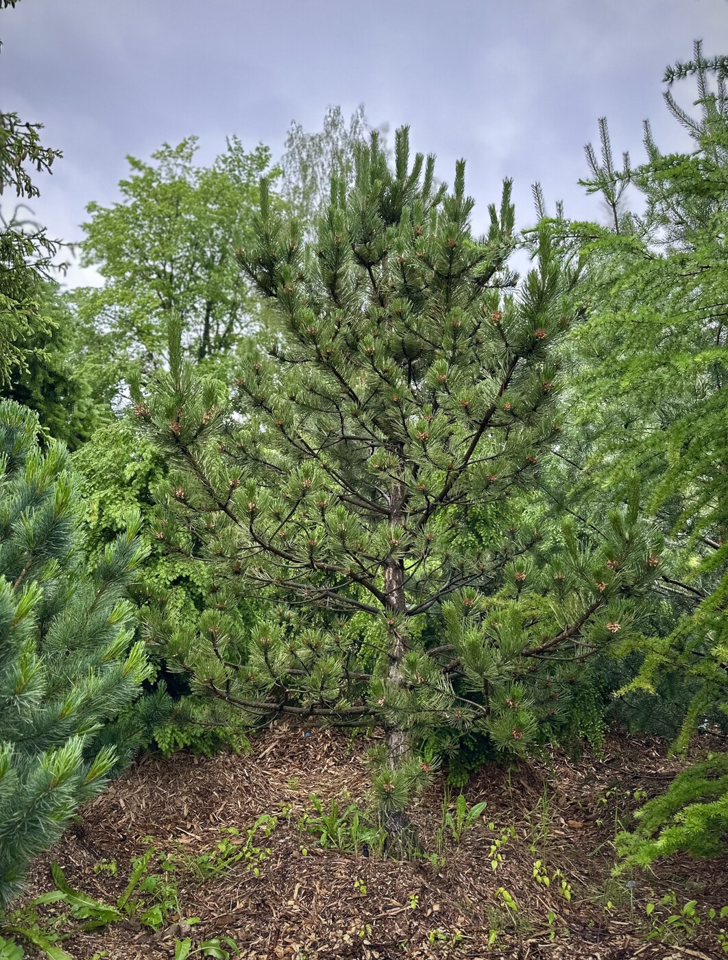 Сосна черная